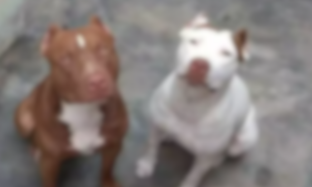 homem-e-multado-por-se-mudar-ha-3-meses-e-abandonar-caes-em-casa-de-aquidauana