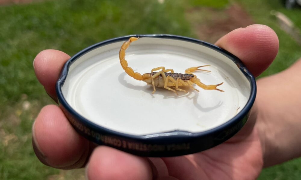 verao-favorece-proliferacao-de-escorpioes-e-ccz-orienta-populacao-–-portal-prefeitura-de-dourados