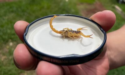 verao-favorece-proliferacao-de-escorpioes-e-ccz-orienta-populacao-–-portal-prefeitura-de-dourados