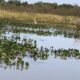 reservas-de-protecao-natural-e-incendios-florestais-sao-temas-de-live-–-folha-de-dourados-–-noticias-de-dourados-ms-e-regiao