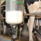 proleite:-ms-inicia-programa-para-melhorar-rebanho-e-aumentar-producao-de-leite-–-folha-de-dourados-–-noticias-de-dourados-ms-e-regiao