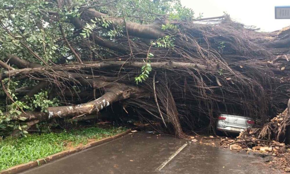 dourados-discute-criterios-de-remocao-de-arvores-com-risco-de-queda