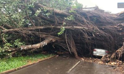 dourados-discute-criterios-de-remocao-de-arvores-com-risco-de-queda