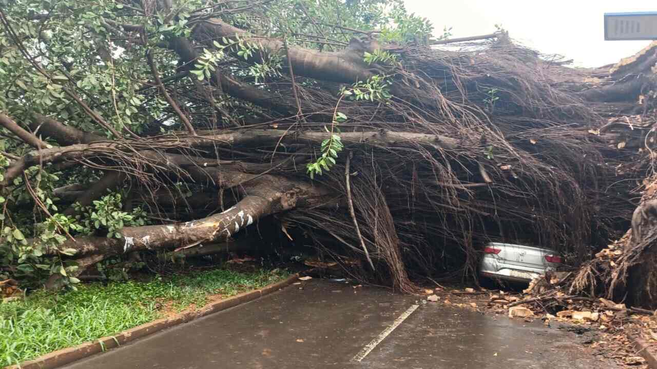 dourados-discute-criterios-de-remocao-de-arvores-com-risco-de-queda