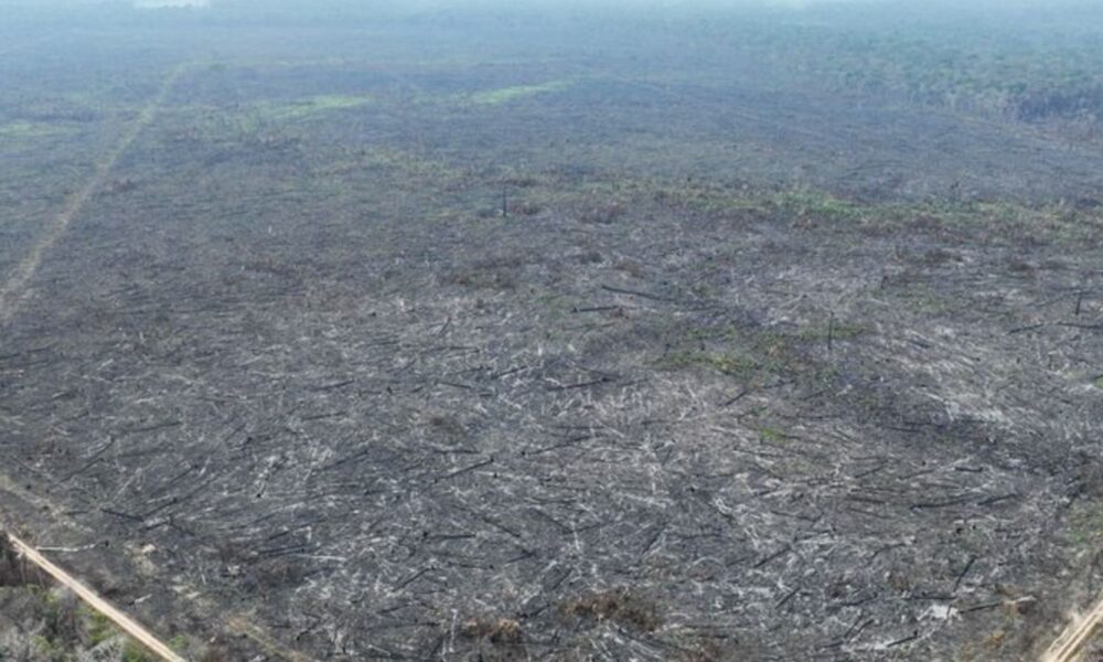 apenas-5%-dos-casos-de-desmatamento-na-amazonia-geraram-indenizacoes