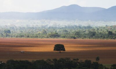 desmatamento-no-cerrado-caiu-33%-em-2024,-mas-ainda-e-elevado