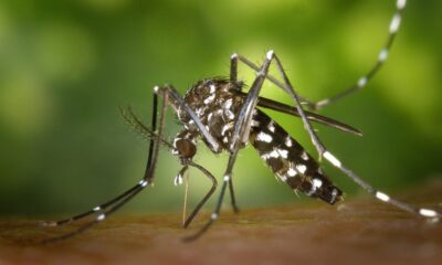 mato-grosso-do-sul-registra-reducao-de-9%-nos-casos-de-dengue-em-2025-–-folha-de-dourados-–-noticias-de-dourados-ms-e-regiao