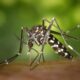 mato-grosso-do-sul-registra-reducao-de-9%-nos-casos-de-dengue-em-2025-–-folha-de-dourados-–-noticias-de-dourados-ms-e-regiao