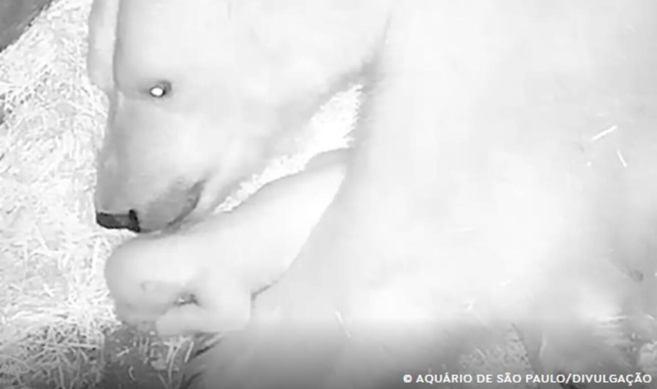 aquario-de-sao-paulo-anuncia-nascimento-de-seu-primeiro-urso-polar