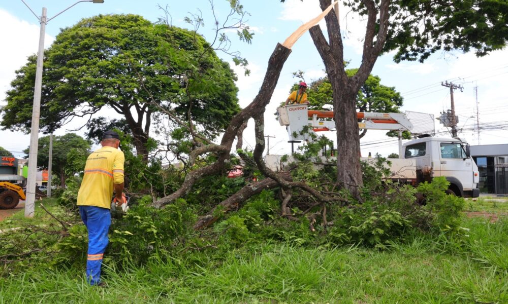 prefeitura-remove-arvores-em-risco-de-queda-e-faz-plantio-de-ipes-–-portal-prefeitura-de-dourados