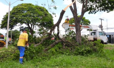 prefeitura-remove-arvores-em-risco-de-queda-e-faz-plantio-de-ipes-–-portal-prefeitura-de-dourados