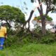prefeitura-remove-arvores-em-risco-de-queda-e-faz-plantio-de-ipes-–-portal-prefeitura-de-dourados
