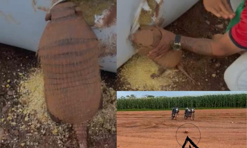 video:-homem-tenta-fazer-graca-ao-dar-tapas-em-tatu-durante-colheita,-mas-comete-crime-ambiental