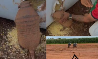 video:-homem-tenta-fazer-graca-ao-dar-tapas-em-tatu-durante-colheita,-mas-comete-crime-ambiental