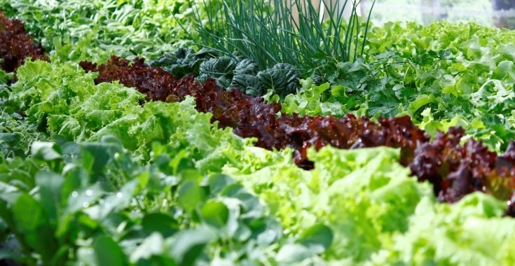 prefeitura-alerta-para-nova-chamada-para-o-programa-de-aquisicao-de-alimentos-–-portal-prefeitura-de-dourados