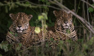 comportamento-incomum-de-oncas-intriga-biologos-e-levanta-teorias-no-pantanal-de-ms