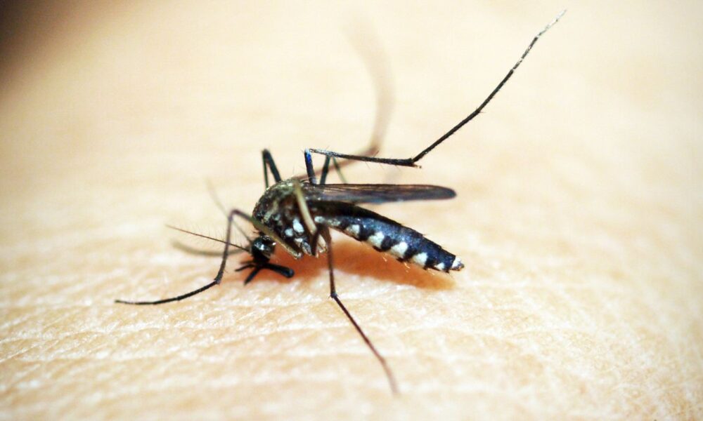 brasil-soma-mais-de-500-mil-casos-de-dengue;-queda-de-quase-70%