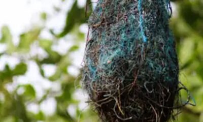 poluicao:-no-brasil,-aves-estao-fazendo-ninhos-com-residuos-plasticos