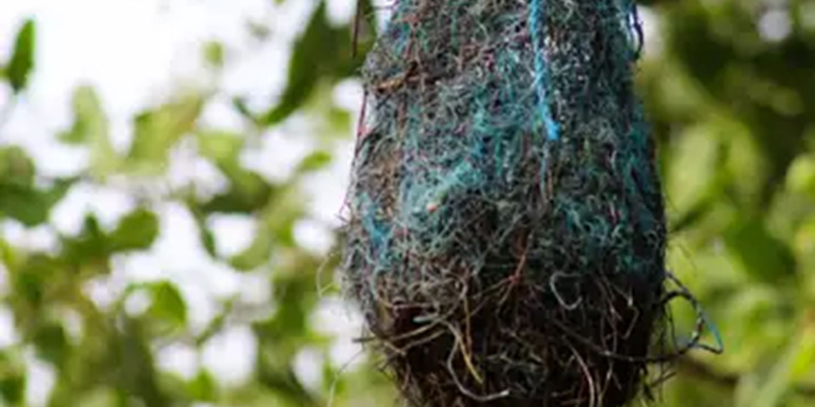 poluicao:-no-brasil,-aves-estao-fazendo-ninhos-com-residuos-plasticos