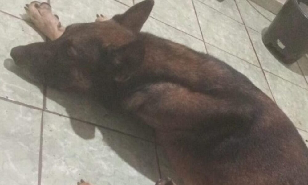 moradora-encontra-e-acolhe-pastor-alemao-perdido-na-regiao-do-taveiropolis,-caicara