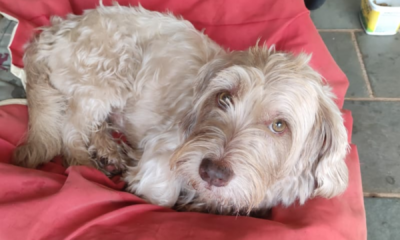 morador-procura-o-tutor-de-caozinho-encontrado-proximo-a-orla-morena