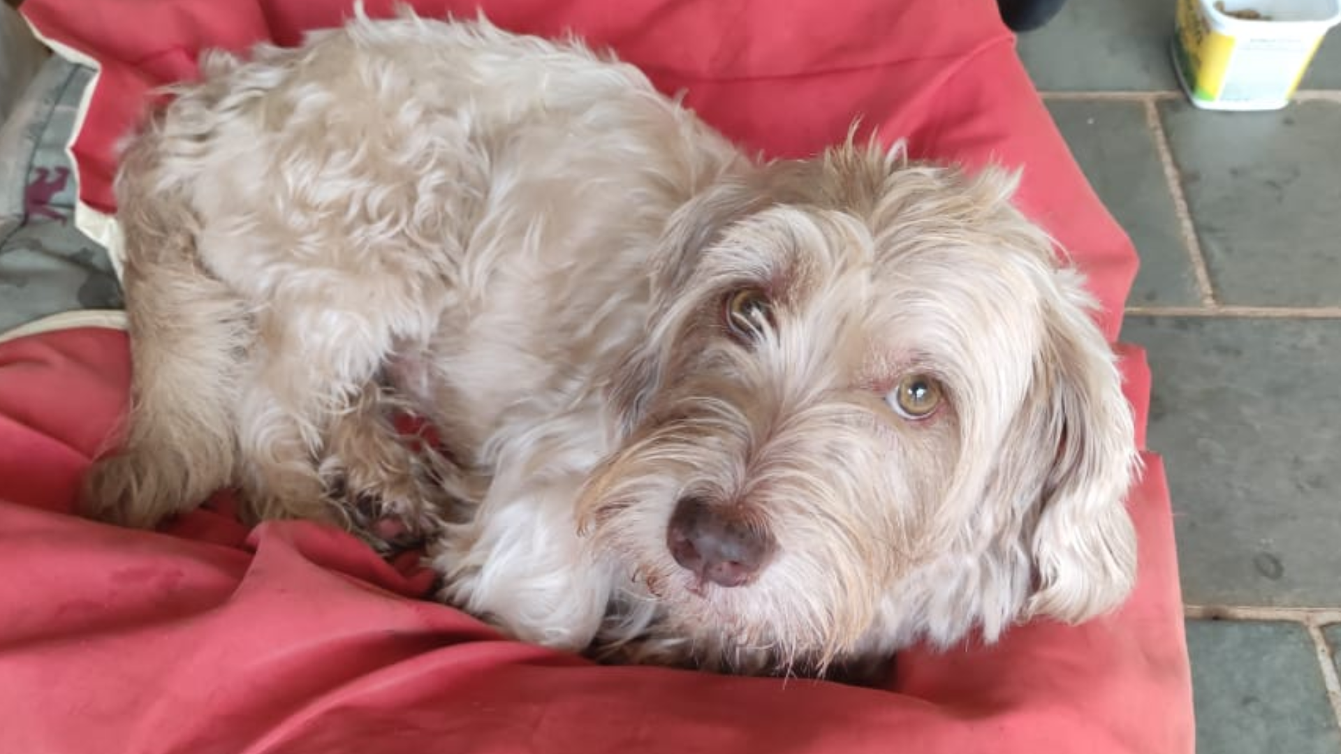 morador-procura-o-tutor-de-caozinho-encontrado-proximo-a-orla-morena