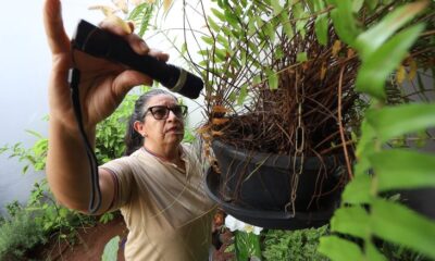 mapeamento-da-saude-revela-aumento-de-dengue-em-areas-rurais-de-ms-–-folha-de-dourados-–-noticias-de-dourados-ms-e-regiao