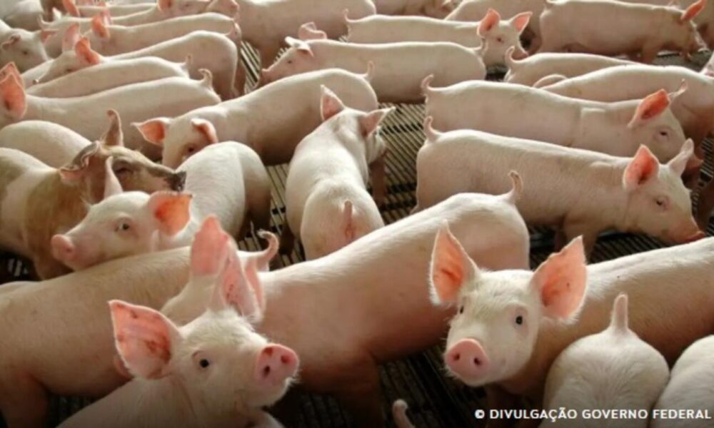 chile-passara-a-importar-carne-suina-do-parana