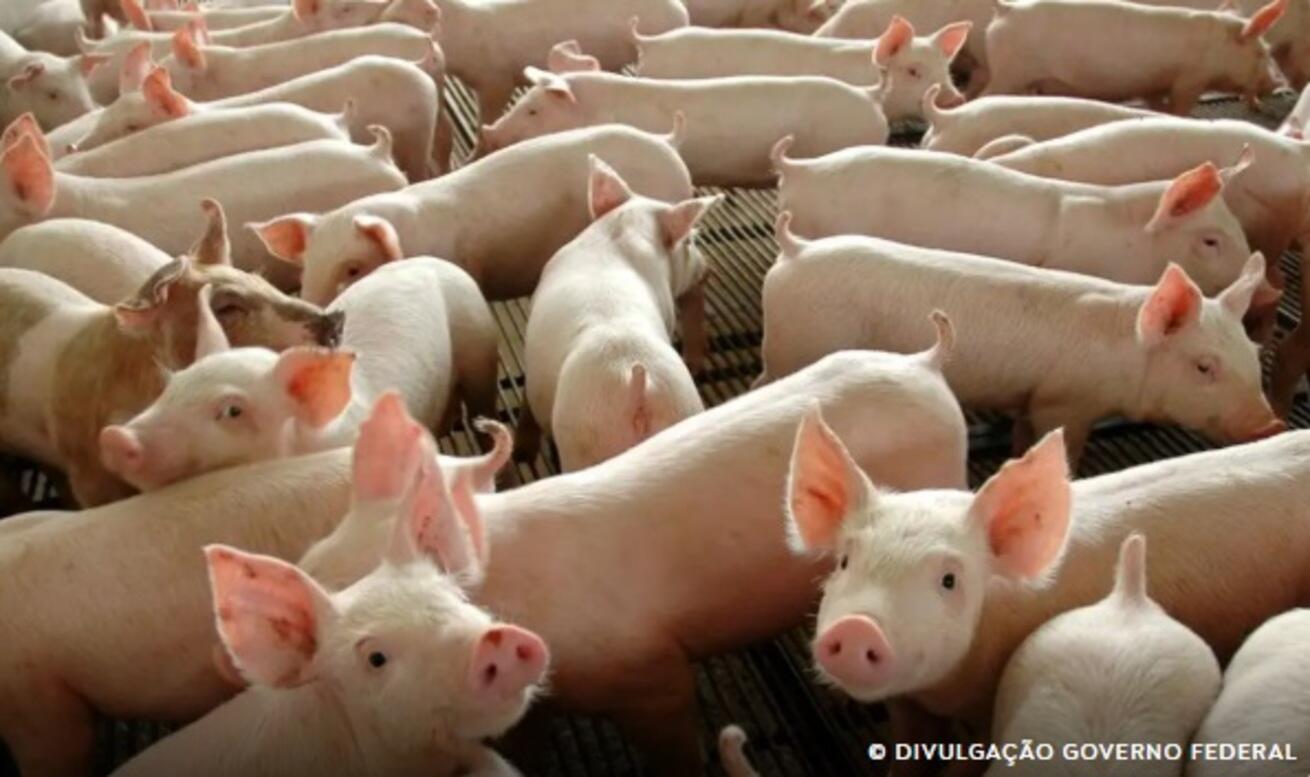 chile-passara-a-importar-carne-suina-do-parana