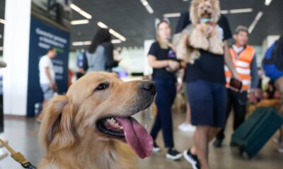 aereas-podem-se-negar-a-embarcar-animais-de-suporte-emocional,-diz-stj