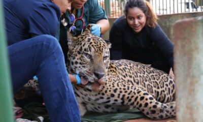 onca-pintada-capturada-no-pantanal-e-transferida-para-area-de-fauna-silvestre-em-sp-–-folha-de-dourados-–-noticias-de-dourados-ms-e-regiao