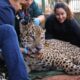 onca-pintada-capturada-no-pantanal-e-transferida-para-area-de-fauna-silvestre-em-sp-–-folha-de-dourados-–-noticias-de-dourados-ms-e-regiao