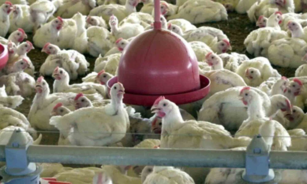 china,-ue-e-argentina-suspendem-compras-de-carne-de-frango-do-brasil