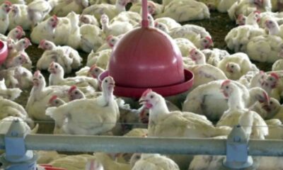 china,-ue-e-argentina-suspendem-compras-de-carne-de-frango-do-brasil