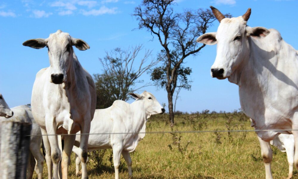 produtores-rurais-tem-ate-2-de-junho-para-declarar-rebanho-em-ms