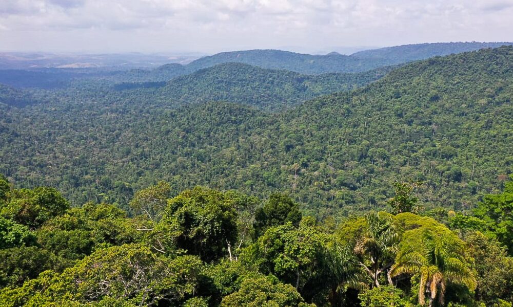 instituto-lanca-edital-para-projetos-que-protejam-a-amazonia