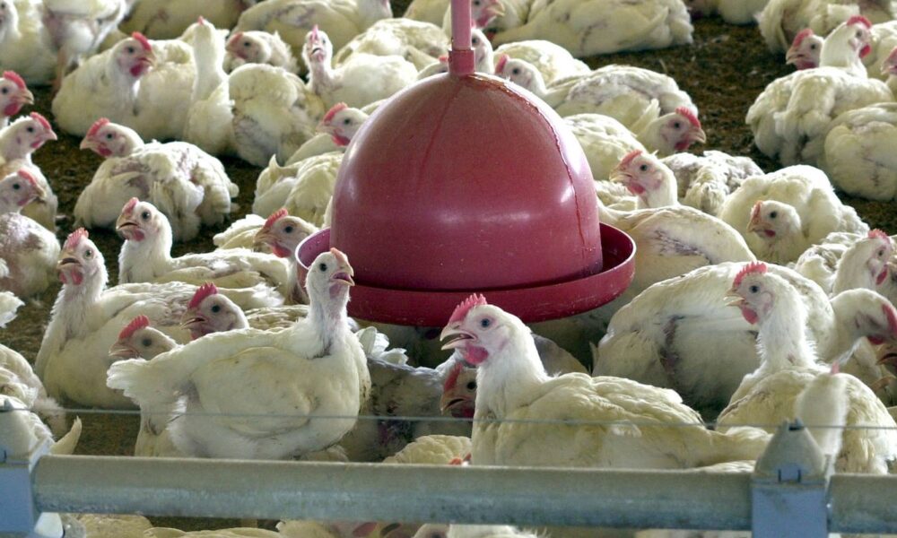 albania,-namibia-e-india-suspendem-importacao-de-frango-do-brasil