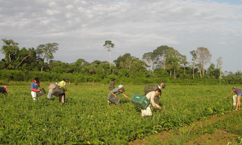 cmn-reduz-para-r$-200-mil-limite-de-enquadramento-no-proagro