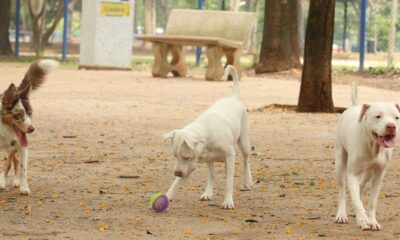 governo-sanciona-lei-que-proibe-tatuagens e-piercings em-caes e-gatos