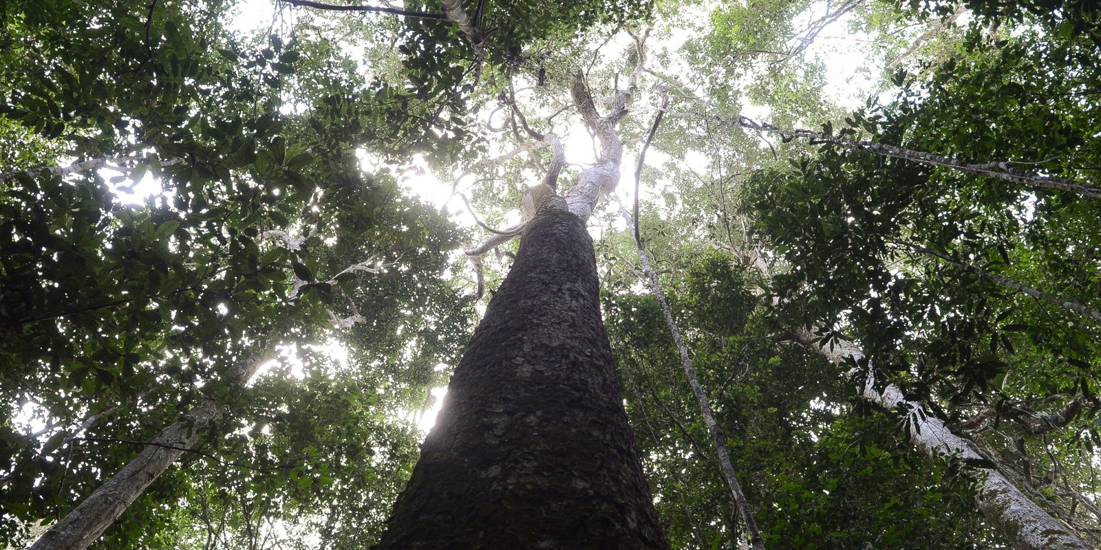 brasil-espera-mobilizacao-do-brics-para-resultados-ambiciosos-na-cop30