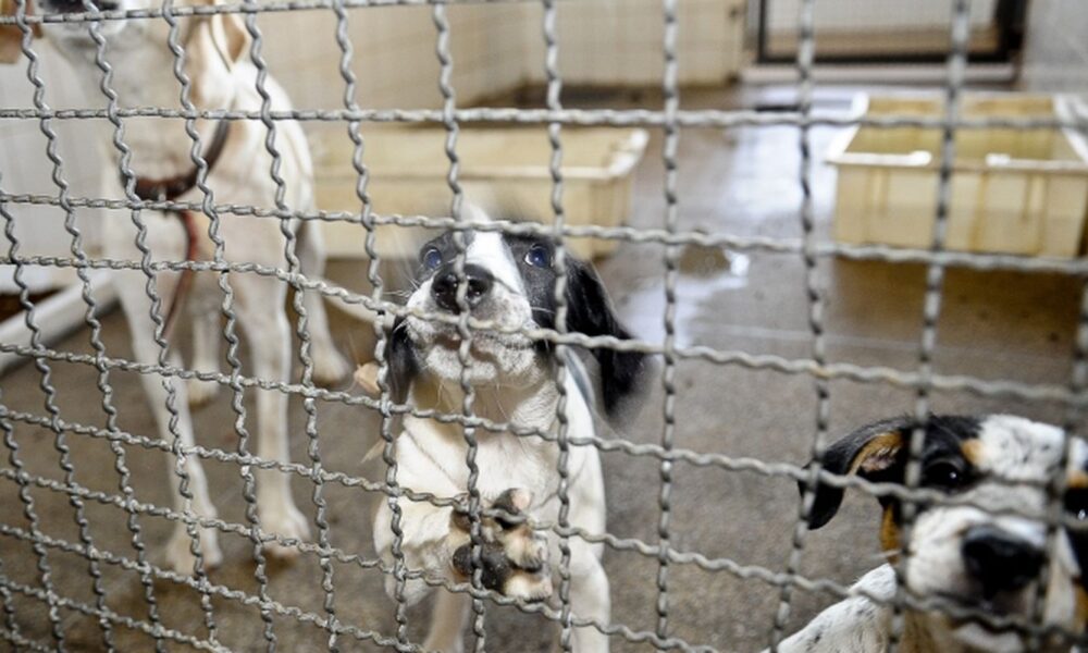 projeto-aprovado-na-camara-proibe-uso-de-animais-em-testes-cosmeticos