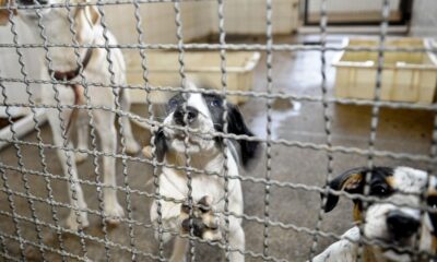 projeto-aprovado-na-camara-proibe-uso-de-animais-em-testes-cosmeticos