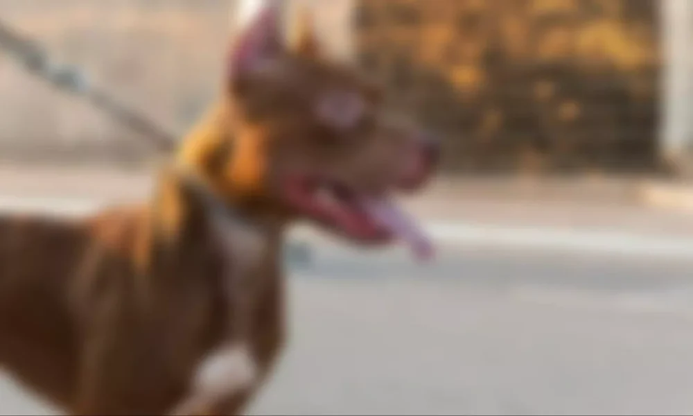 sc-avanca-em-restricoes-a-criacao-de-pit-bulls;-veja-quais-sao-as-regras-em-ms