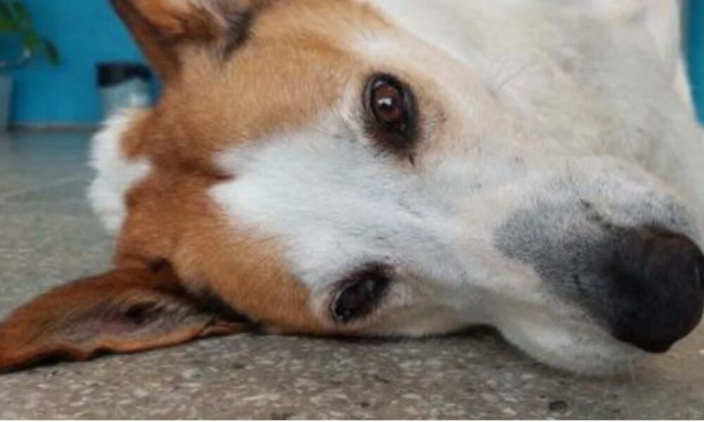 novo-lar:-apos-viralizar-na-internet,-cao-silveira-e-adotado-por-familia