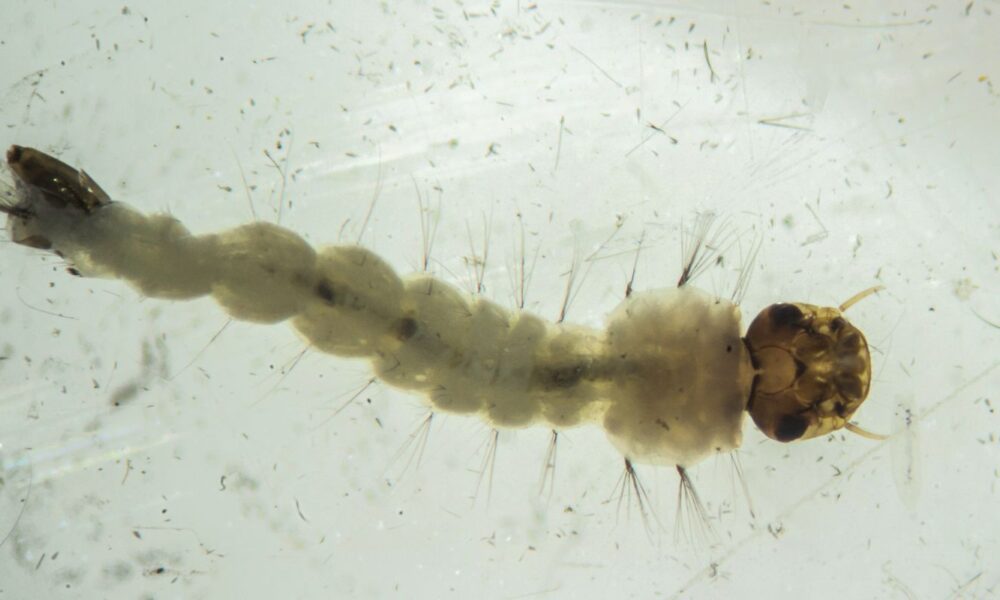 brasil-inaugura-maior-biofabrica-do-mundo-de-mosquitos-“do-bem”