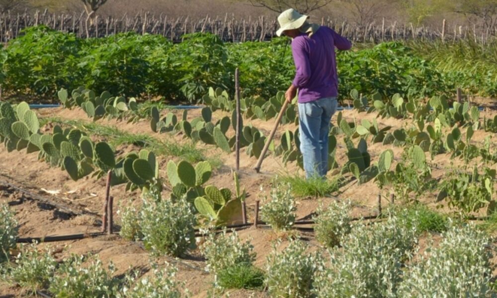 rendimento-de-trabalhador-rural-sobe-5,5%-no-1o-trimestre