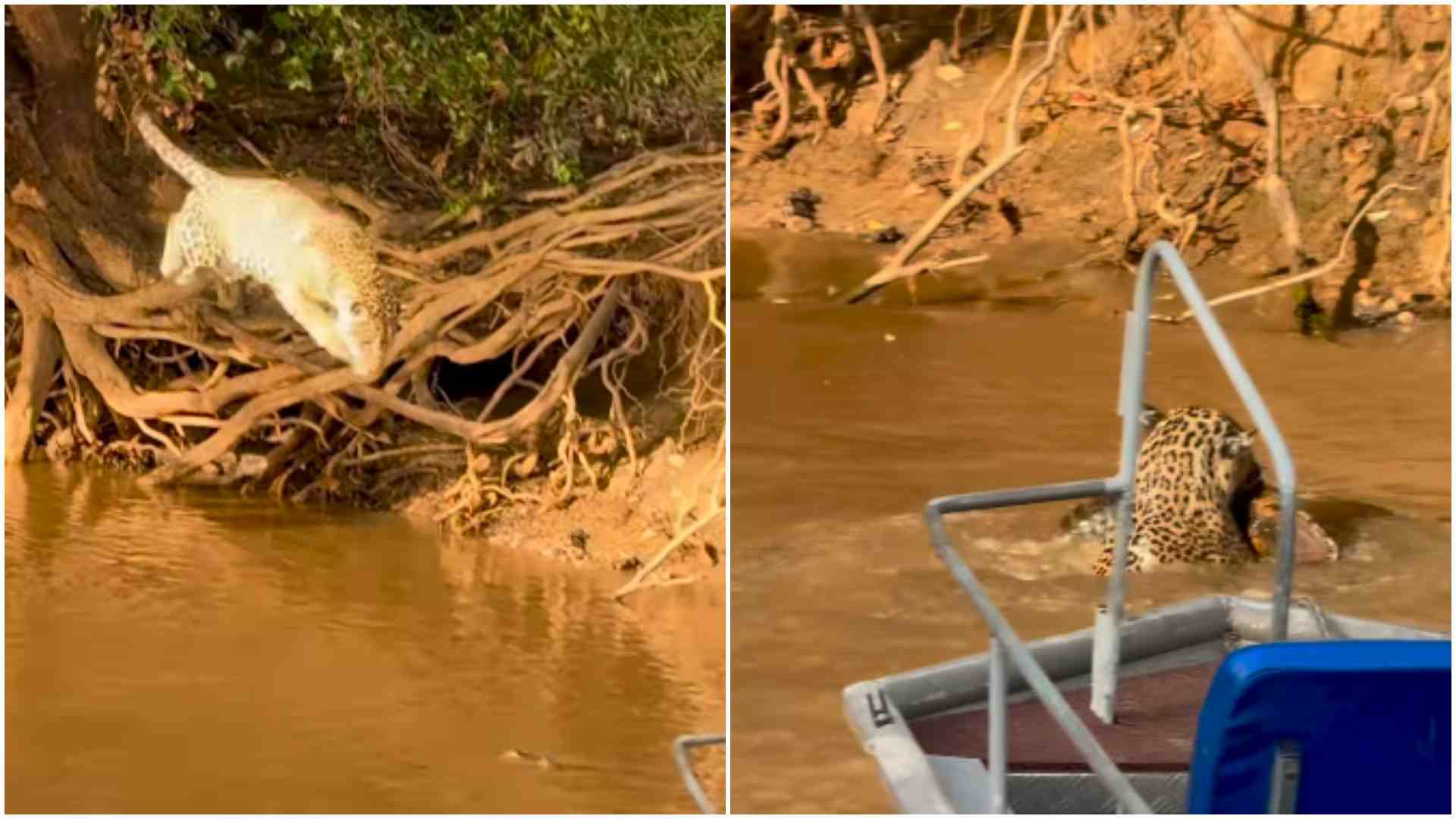 video:-turistas-flagram-onca-atacando-jacare-em-parque-do-pantanal