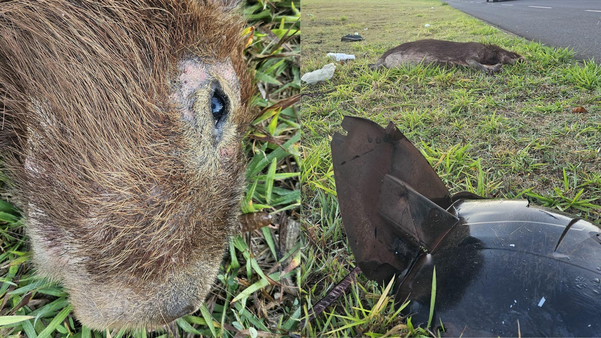 voce-sabia-que-atropelamento-de-animais-silvestres-pode-ser-considerado-crime?-entenda