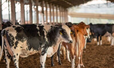 dois-lotes-da-vacina-excell-10-podem-ter-matado-quase-200-animais