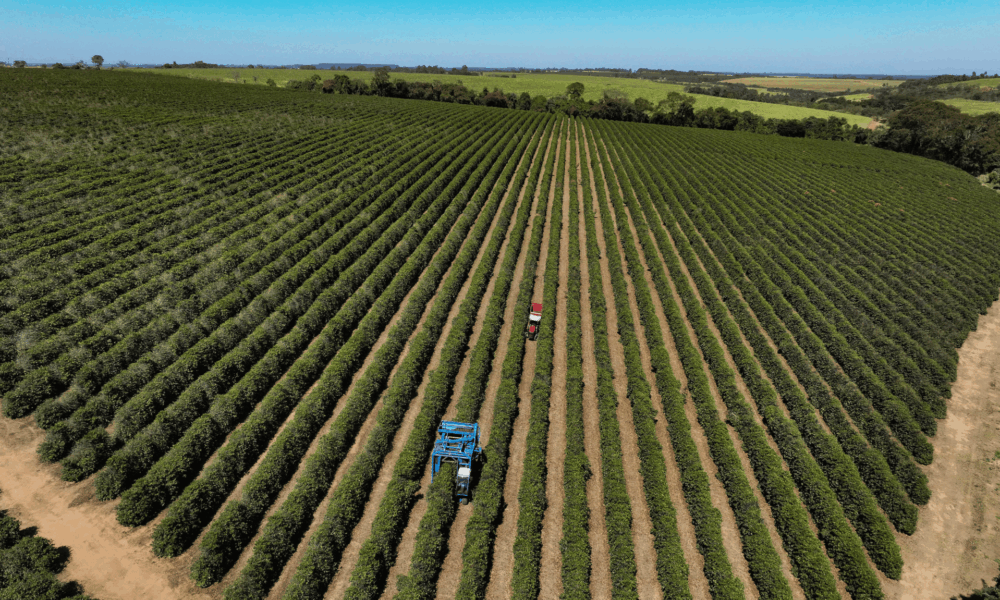 governo-vai-comprar-alimentos-afetados-por-tarifaco-de-trump;-veja-a-lista